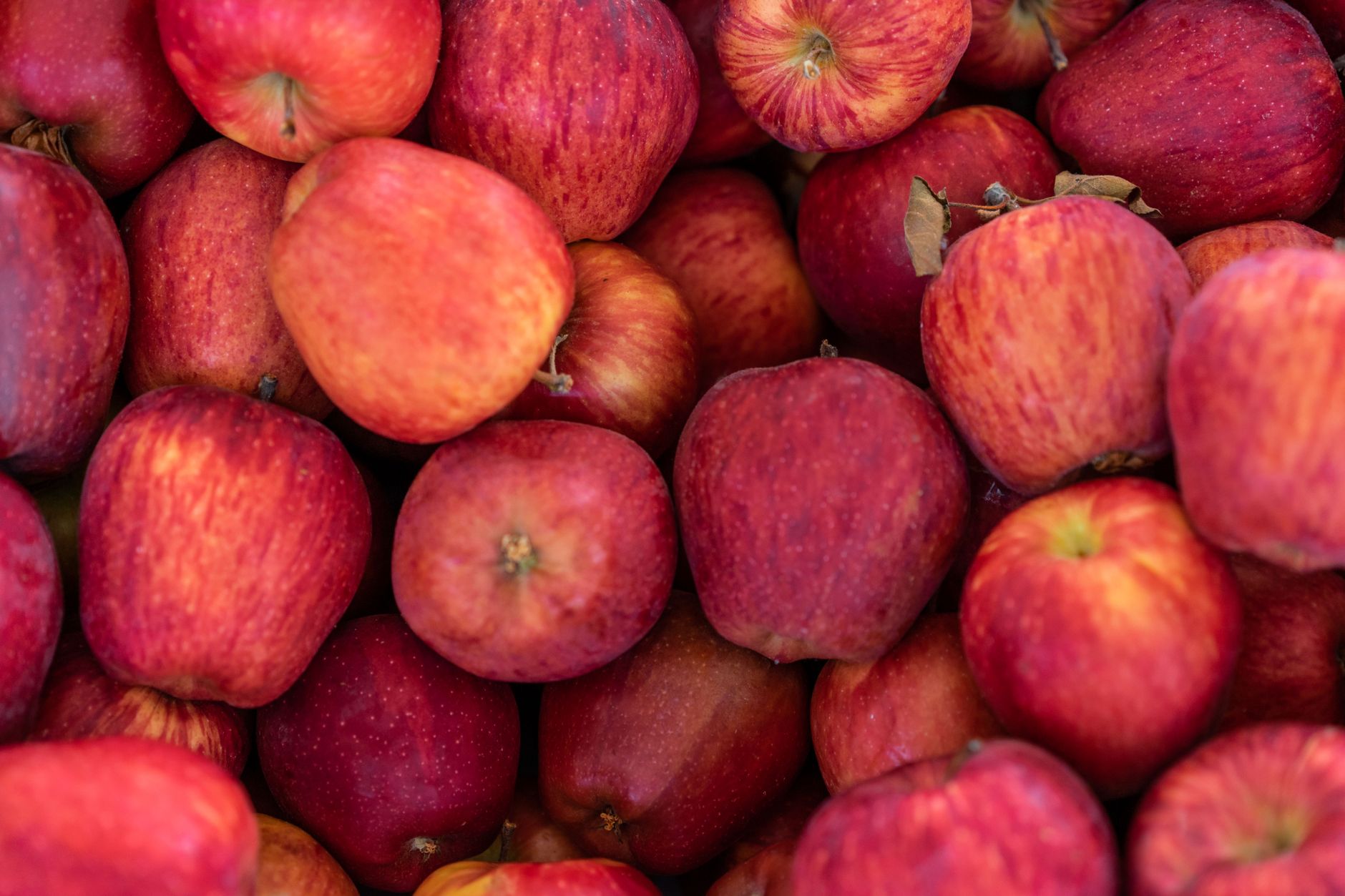 Apple of Fortune en 1xBet Perú — reglas, símbolos y modos