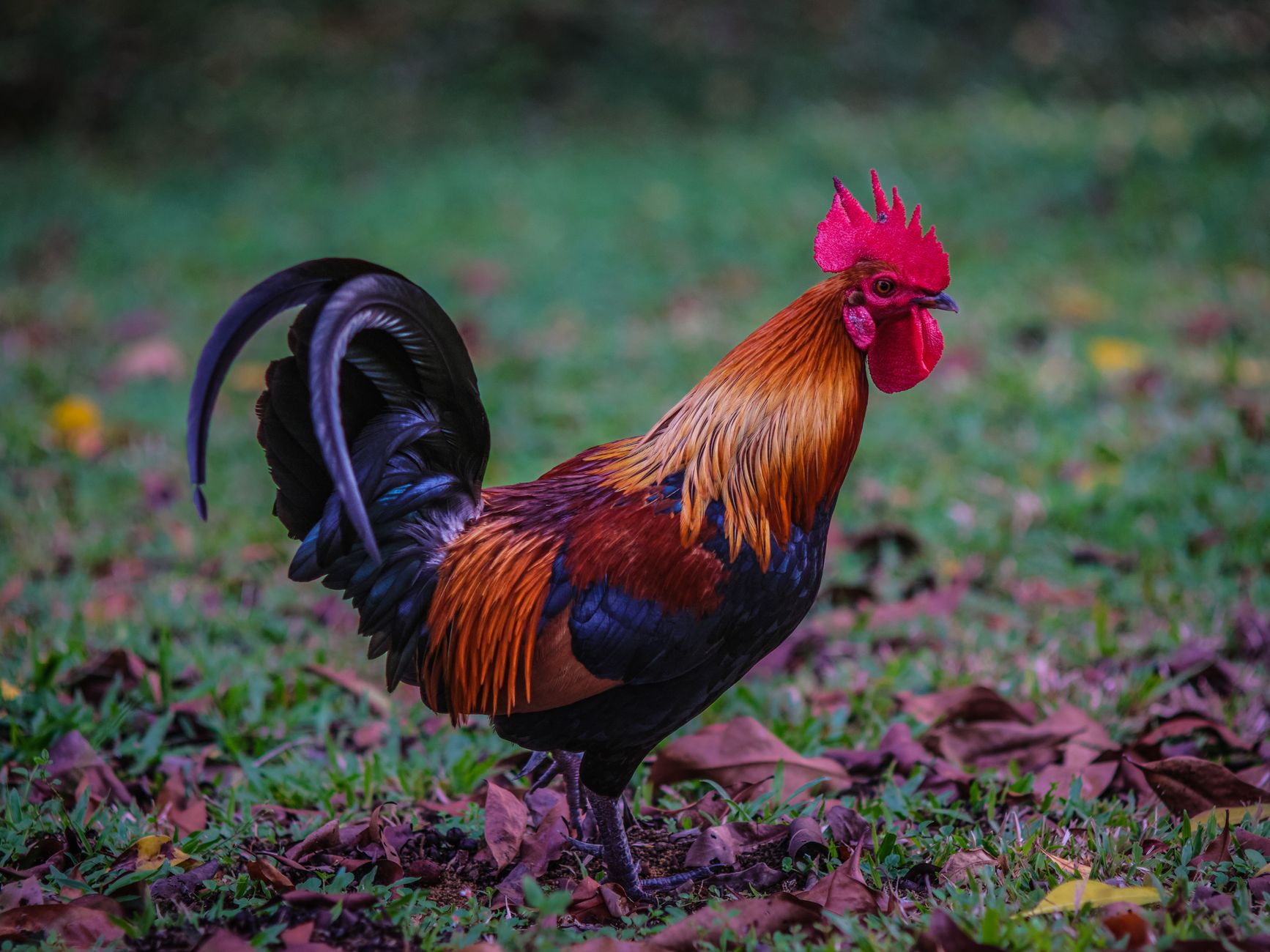 Chicken Road 2 en 1xBet Perú — reglas, símbolos y modos